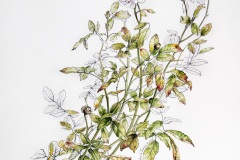 Aurora-Tazza-5