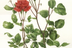 Aurora-Tazza-Rosa-Revolution-Francaise-Acquerello-su-carta-Arches