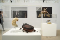 biodiversita11-@vittoria-di-patre