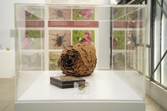 biodiversita40-@vittoria-di-patre